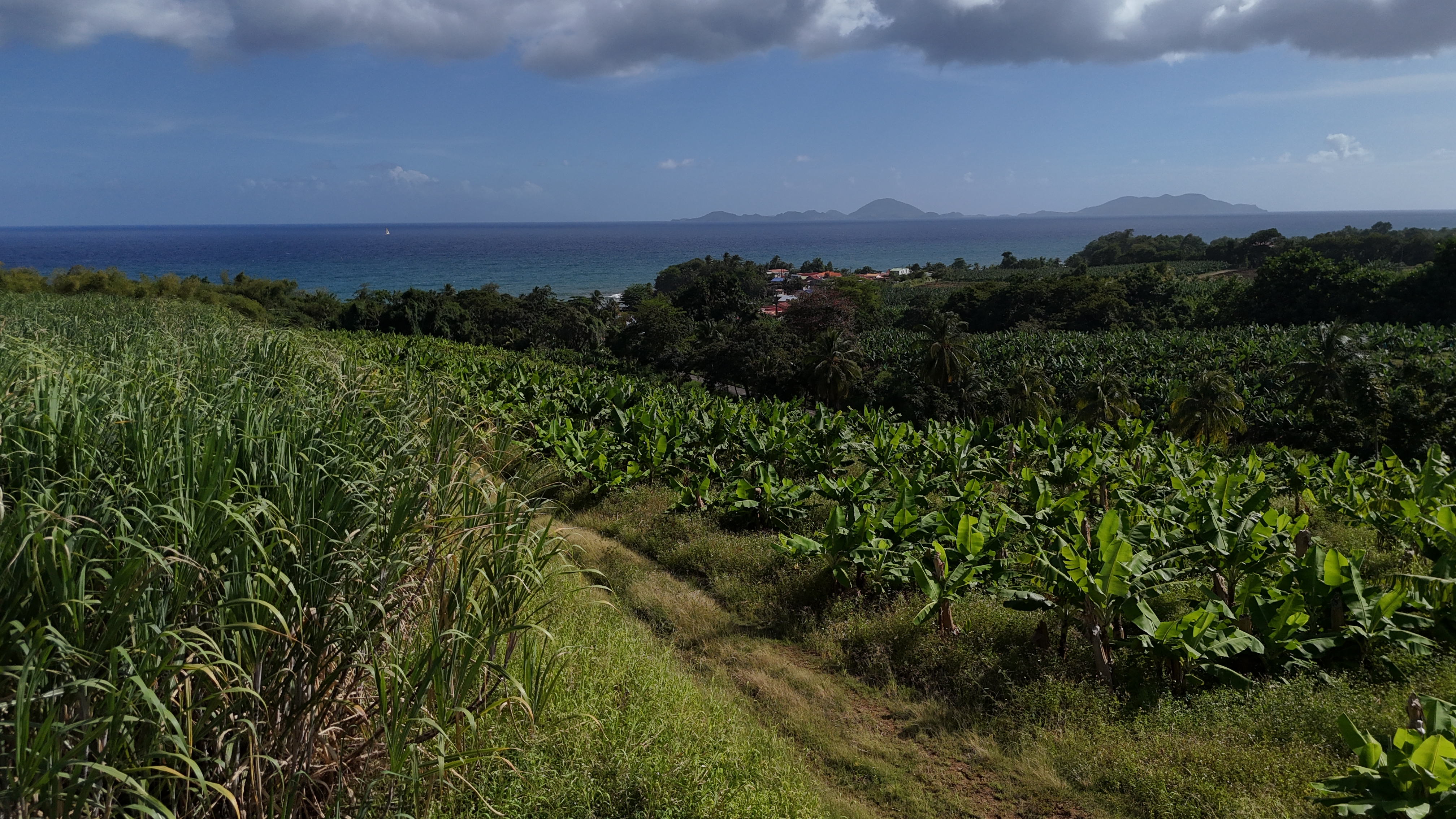 Drone agricole en Guadeloupe — analyse NDVI des cultures
