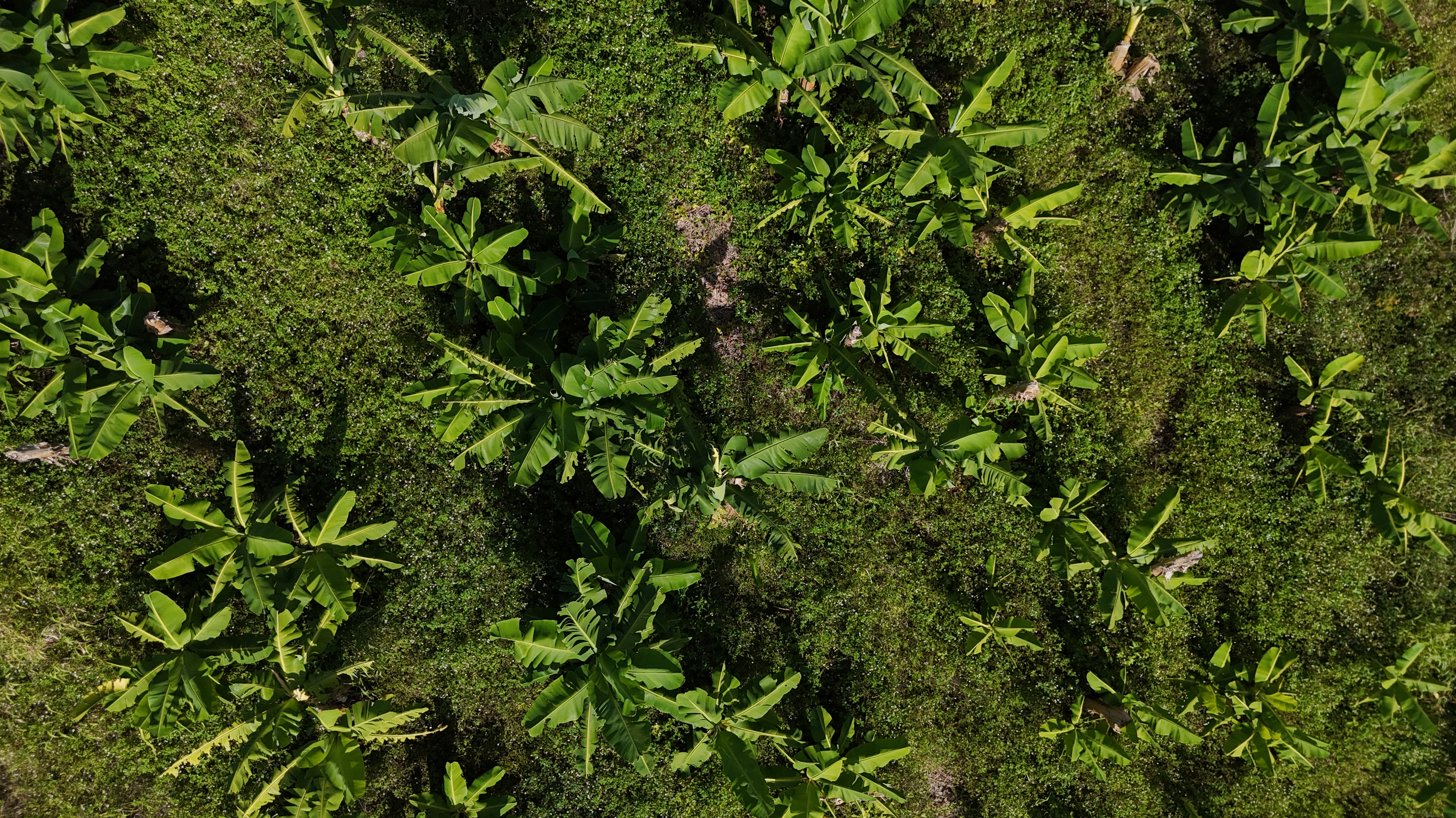 Survol drone d'une bananerais en Guadeloupe — agriculture de précision