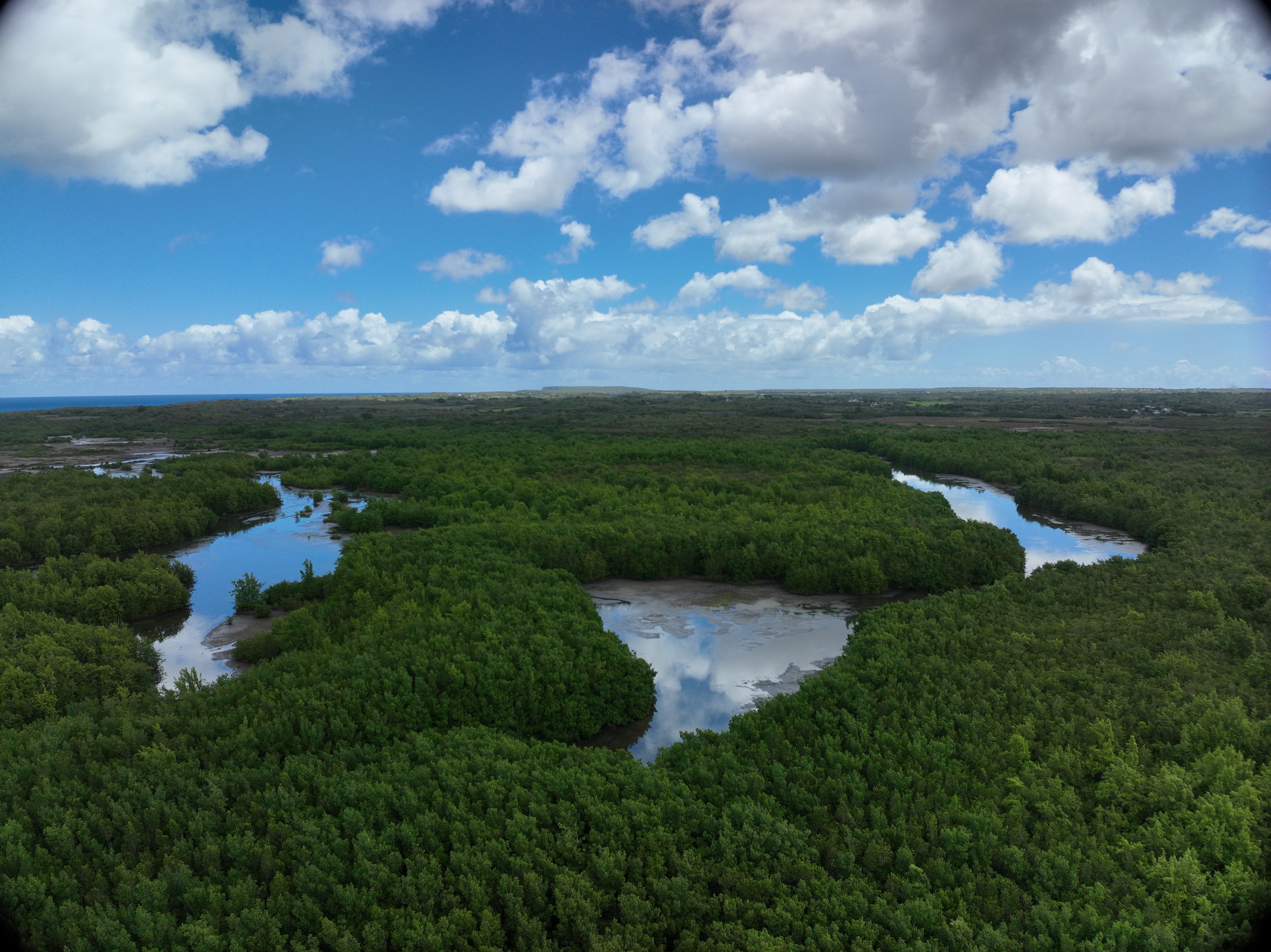 Survol drone d'une zone humide en Guadeloupe
